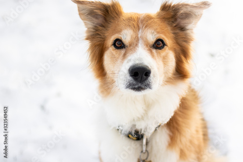 Border collie brown and white dog sitting on snow