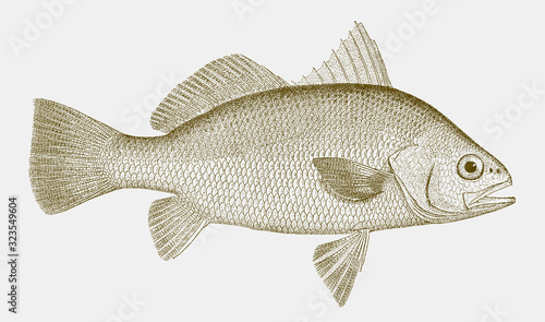 American silver perch, bairdiella chrysoura, a saltwater fish from the atlantic ocean in side view