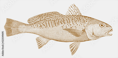 Atlantic croaker micropogonias undulatus, marine fish in side view