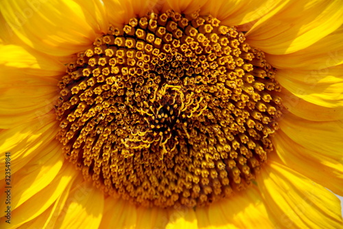 close up of a sunflower