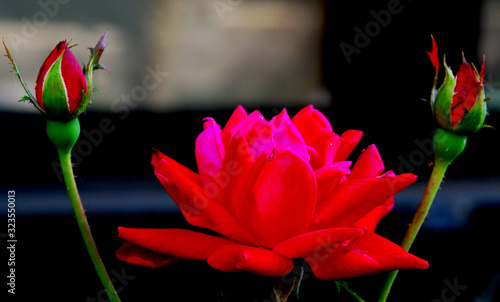 red rose