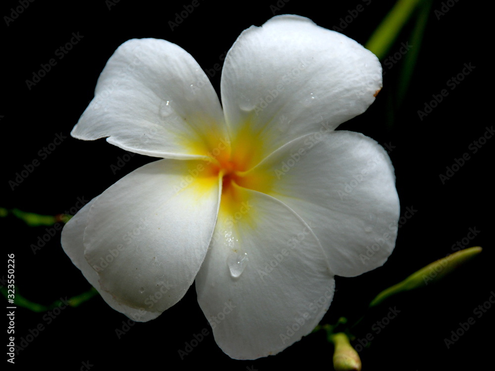 white flower isolated on black background white flower isolated on black background