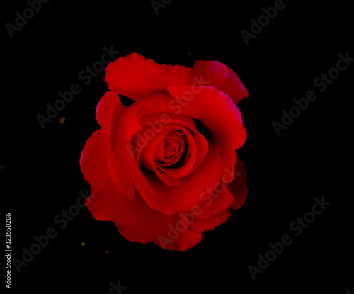 red rose isolated on black background