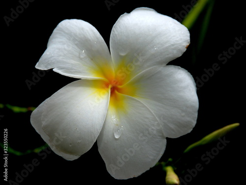 white flower isolated on black background