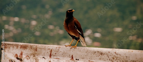 Proud Bird