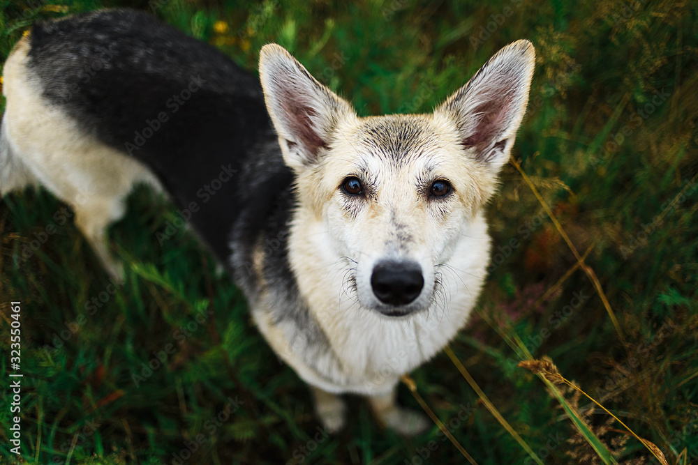 Cute smart mongrel dog with natural background Cute smart mongrel dog with natural background