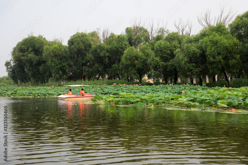 Visitors enjoy lotus flowers by boat, Luannan County, Hebei Province, China