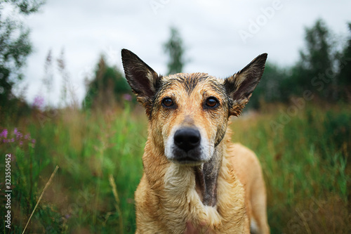 Cute Mongrel dog standing on green grass