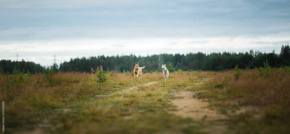 Naklejka premium Happy healthy dogs running on dirt road