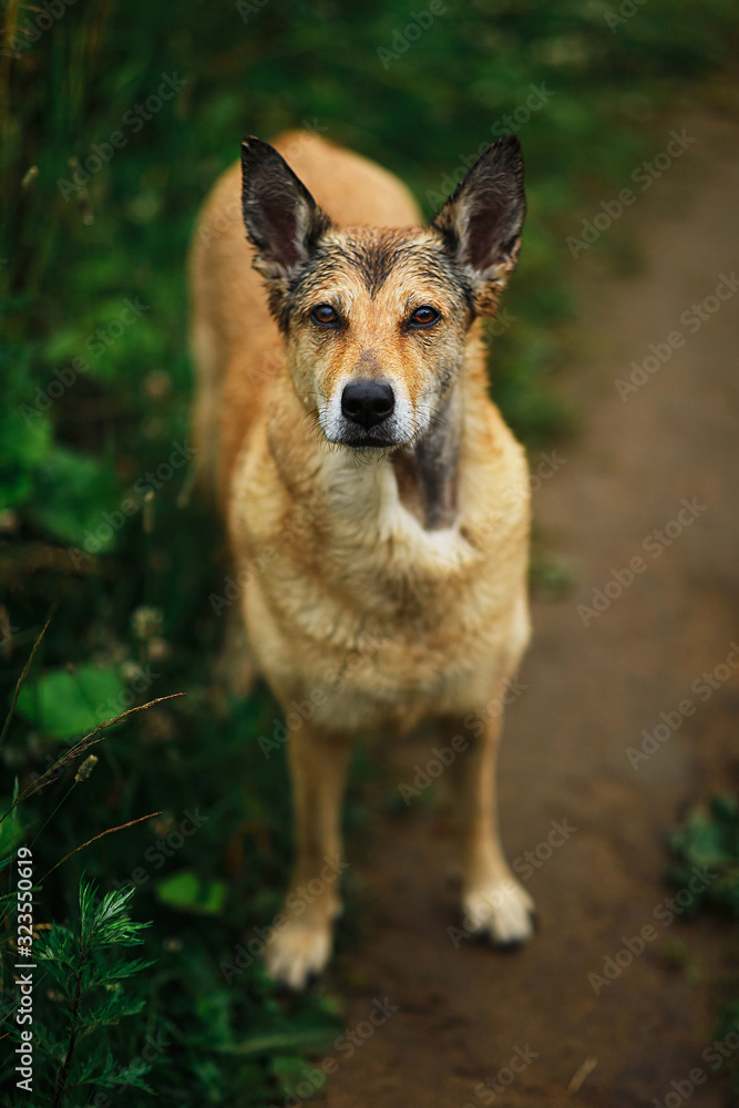 Cute smart mongrel dog with natural background