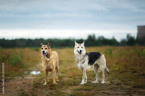 Mixed breed dogs standing on rural dirt road