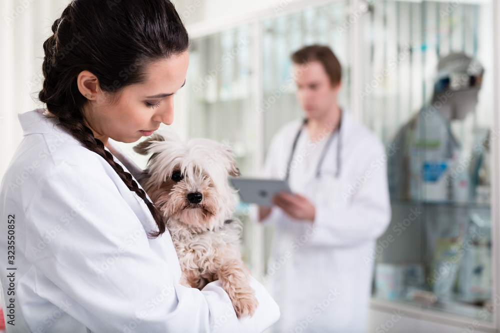Female veterinarian carrying small sick puppy Female veterinarian carrying small sick puppy