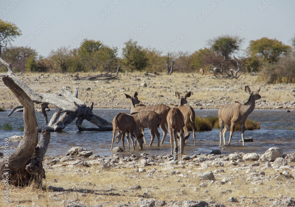 Wildlife in the heart of Namibia Wildlife in the heart of Namibia