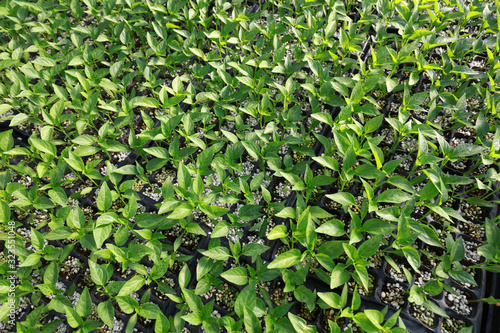 pepper seedlings in nutritional bowls © zhang yongxin