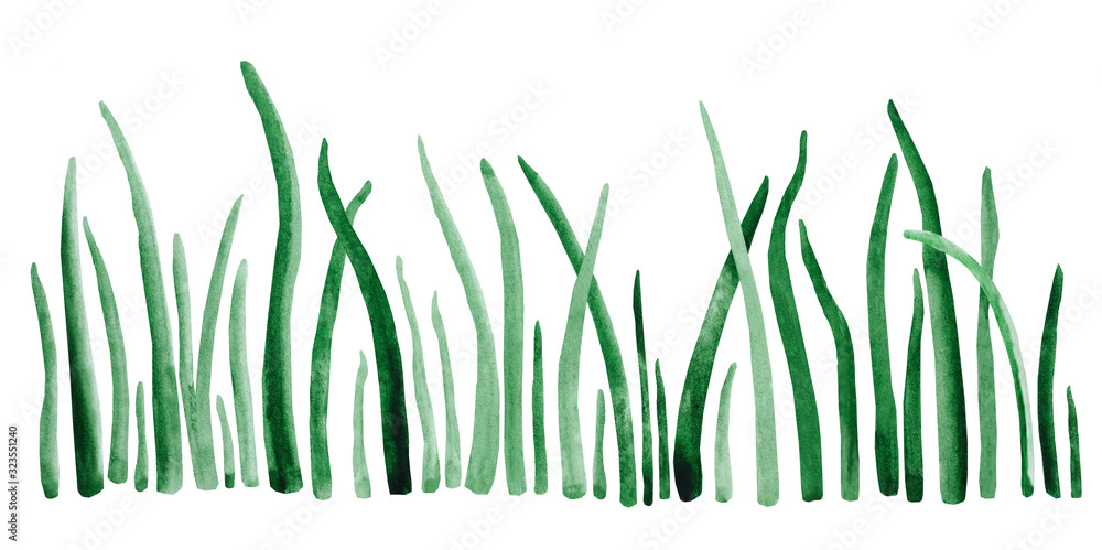 Fototapeta premium Watercolor drawing dark green grass on a white background. Green algae illustration. Spring grass isolate.