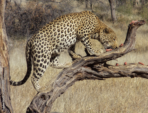 Leopards in the wilderness of Namibia