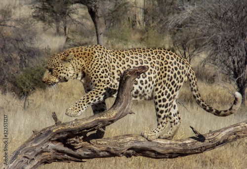 Leopards in the wilderness of Namibia