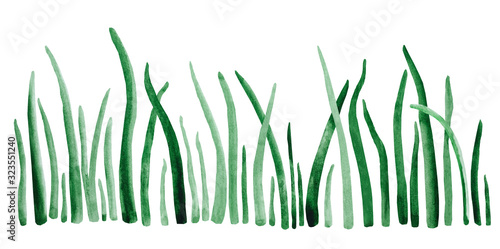 Watercolor drawing dark green grass on a white background. Green algae illustration. Spring grass isolate.