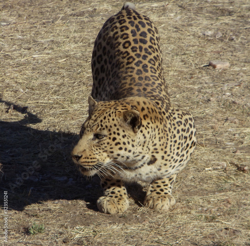 Leopards in the wilderness of Namibia