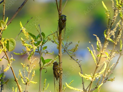 Zigarrillos in Peru