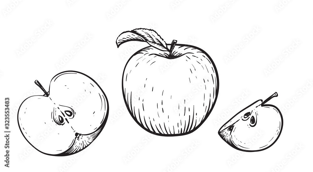 Engraved vector illustration of an apples with apple half and apple