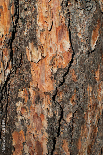 Pine Bark Background