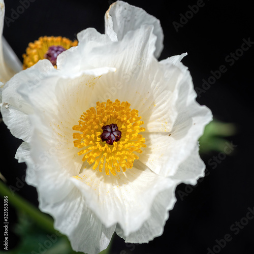 Dramatic white prickly poppy in spring photo