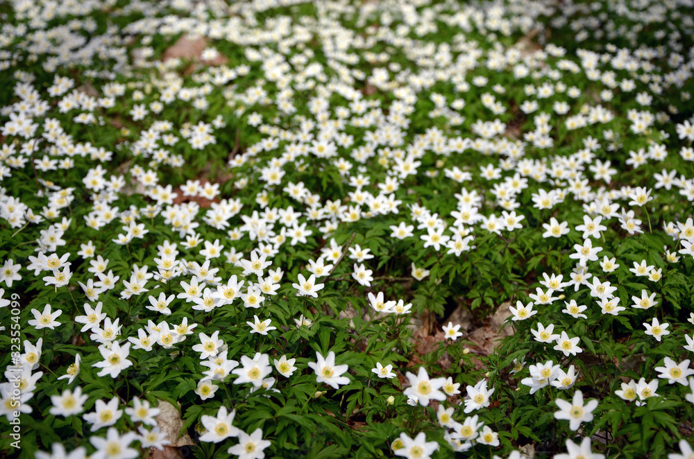 white anemones beautiful forest flowers background white anemones beautiful forest flowers background