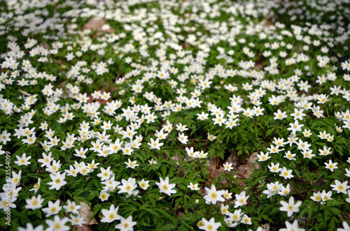 white anemones beautiful forest flowers background 