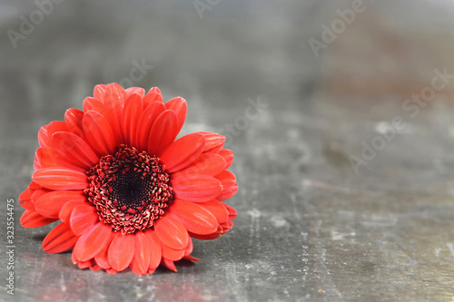 Mothers Day or Womens Day flower. Gerbera daisy on rusty background with copy space