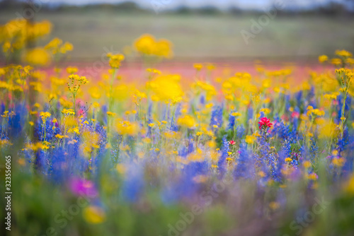 Texas wildflowers bursting in rainbow colors