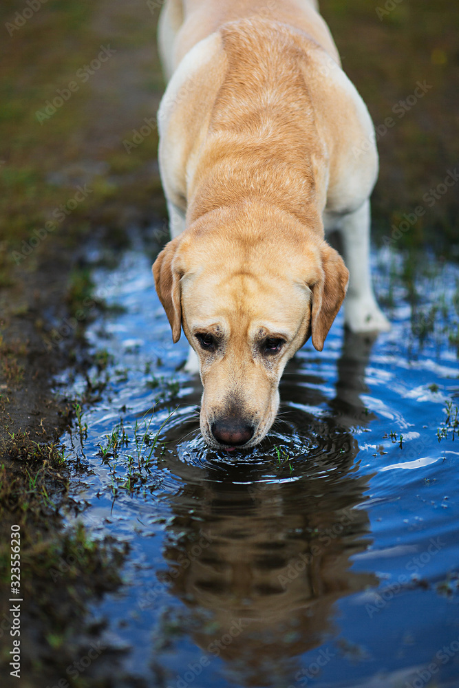 Labrador Retriever dog drinking water from puddle