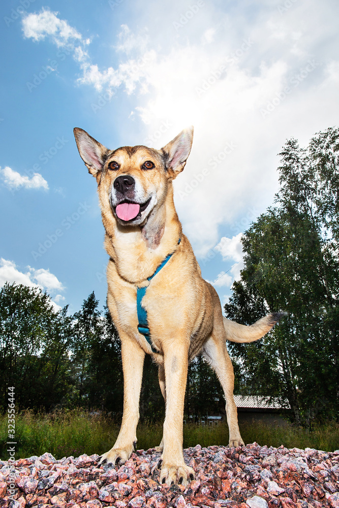 Happy dog standing on stones in countryside Happy dog standing on stones in countryside