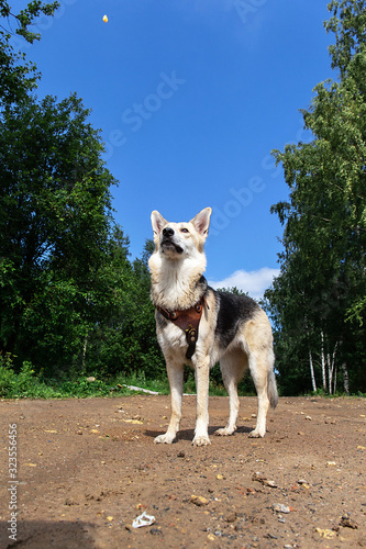 Attentive dog on at walk at countryside road