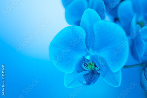 close up soft focus orchid flower in neon light, copy space, trend 2020 color Aqua menthe, classic blue