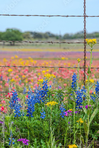 Canvas Print Texas wildflowers bursting in rainbow colors