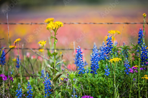 Photos Texas wildflowers bursting in rainbow colors