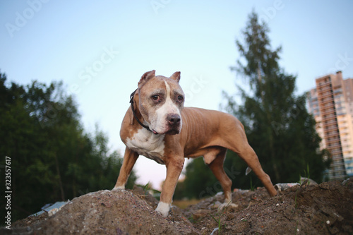 American Staffordshire Terrier standing on ground at nature