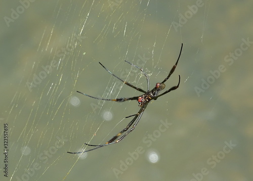 Spinne