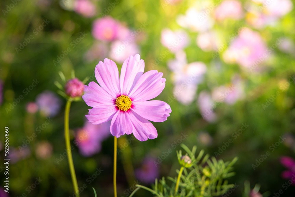  Beautiful Cosmos flowers in garden. Nature background.