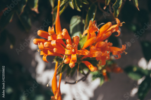 Pyrostegia Venusta. Orange Trumpet blooming in garden.