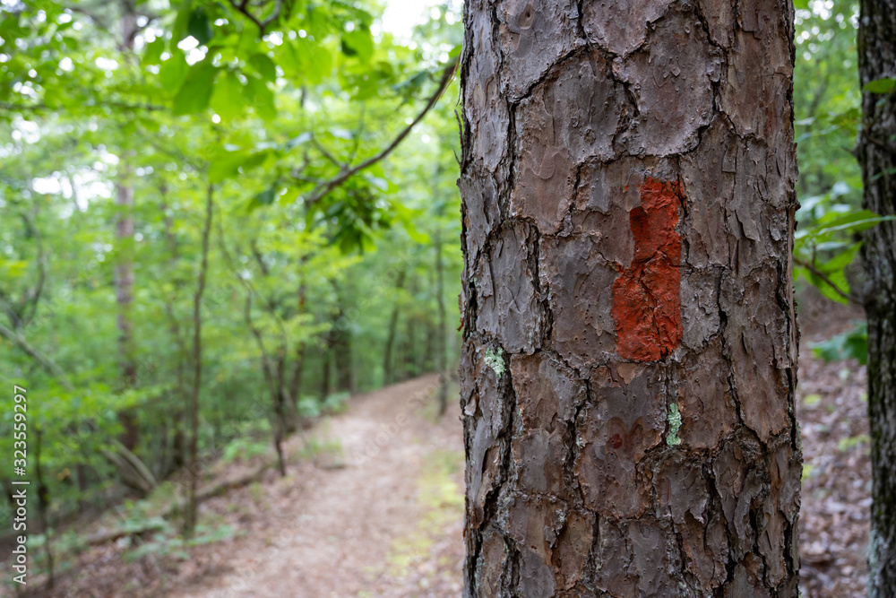 Obraz premium Red Trail Marker on Pine Tree