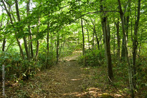 森の遊歩道　北海道添別ブナ林