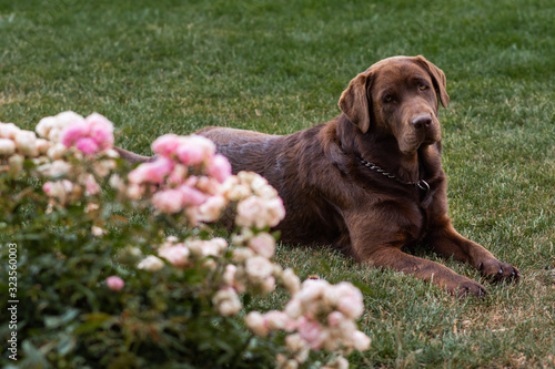  Labrador as a pet