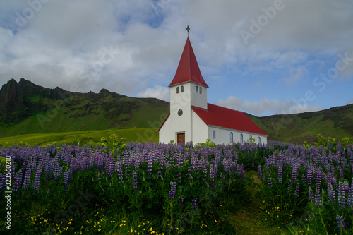Church surrounded by blooming pink lupine flowers in summer, Vík village, Iceland