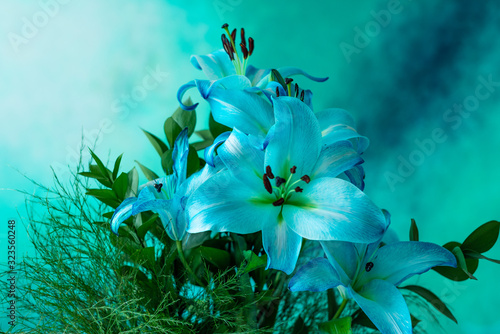  BLUE LILY DECORATIBAN PLANTS