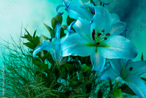  BLUE LILY DECORATIBAN PLANTS