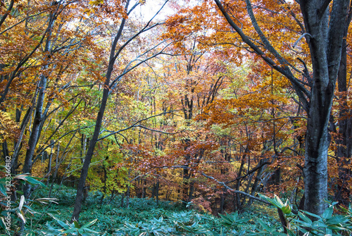 明るいブナの多い森 北海道添別ブナ林