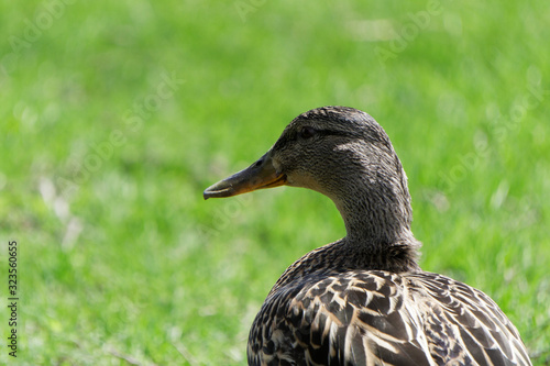 Duck on Green