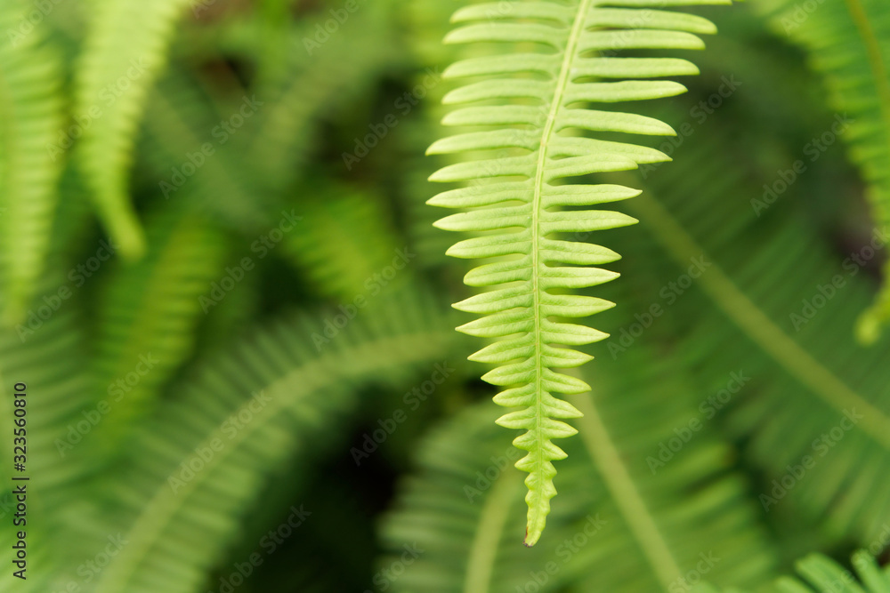 Fern Up Close Fern Up Close